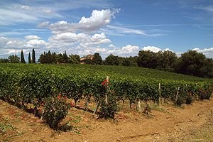 Sangiovese vines of Brunello di Montalcino in ...