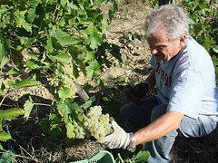 Le Torri - harvest grapes