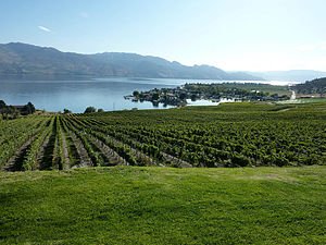 Vineyard growing in the Canadian wine region o...