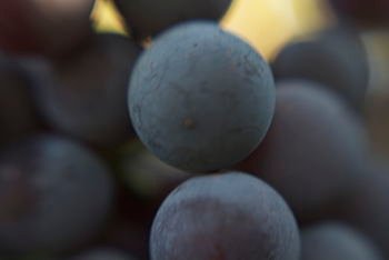 A close up picture of ripening wine grapes. Th...